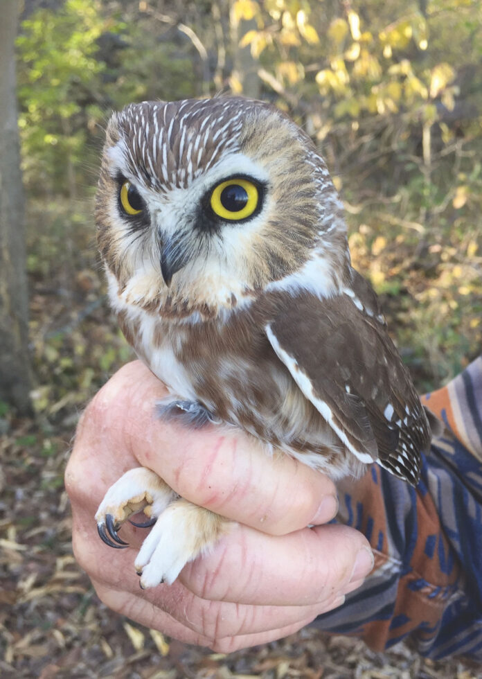 Northern Saw-whet Owl