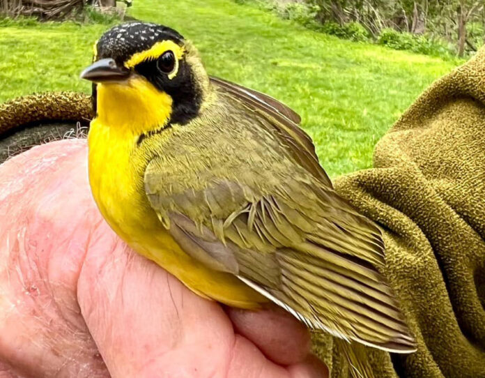 KI Audubon Club
