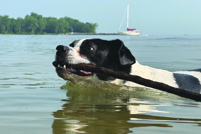 Island Dogs: Nina
