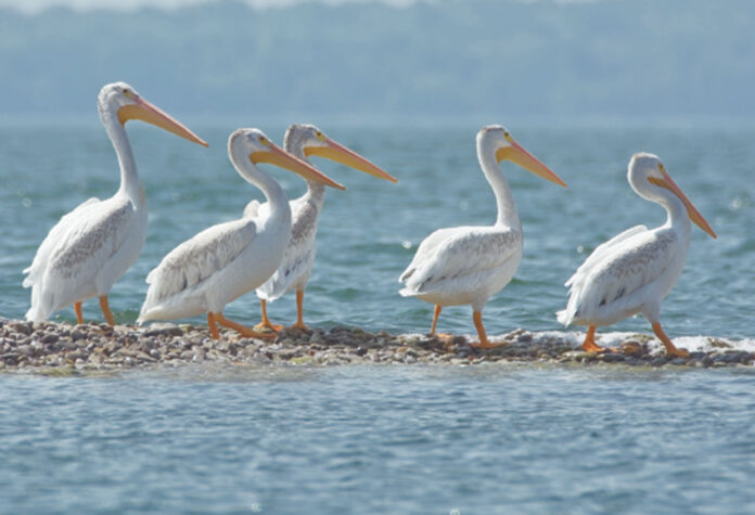 Kelleys Island Bird Watching Guide