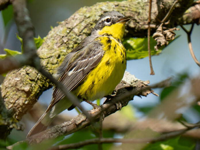 Magnolia Warbler
