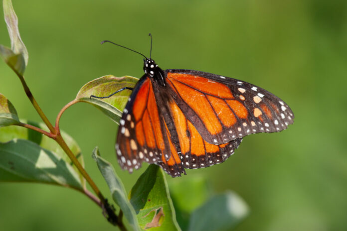 Monarch