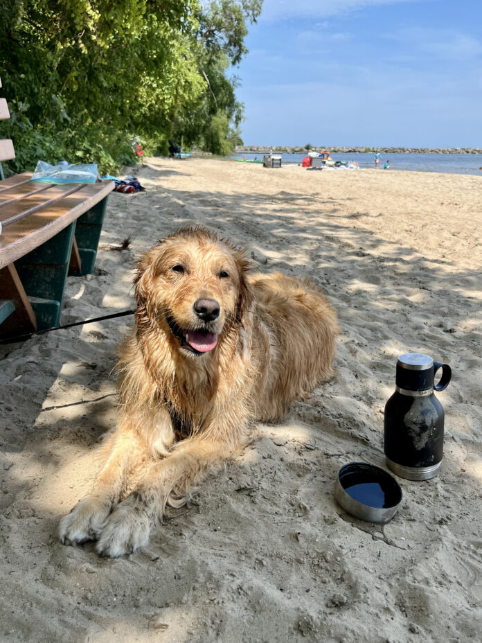 Happy Dog Photo Contest